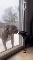 When the Door Opens… and the Truth Comes Out 😅🐶 #FunnyDogs #DogDrama ...