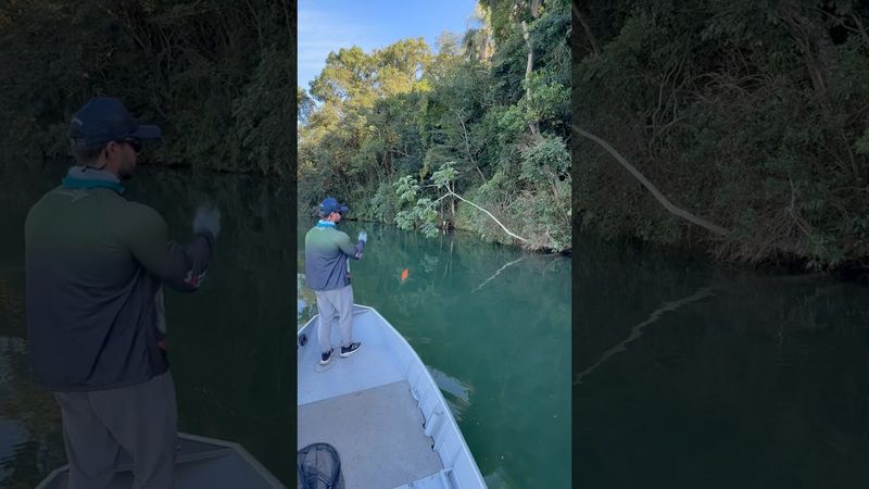 Mais uma saga atrás dos peixes escondidos! #skipping #pescaria #fishing #baitcasting