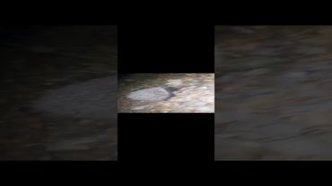 У тварин також є розум. Лев і слон розумні. Ведмідь теж, і мавпа теж.