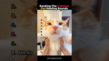 Ranking The Funniest Cat Healing Sounds 🤣 #cat #sounds #shorts