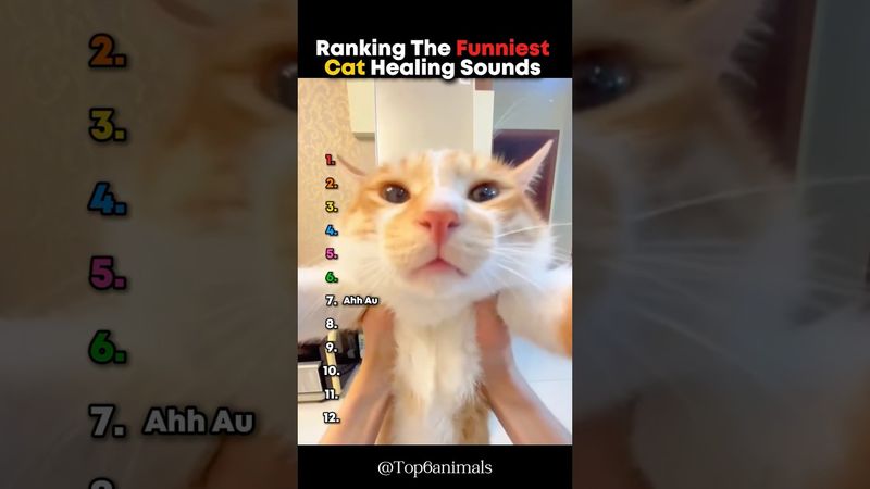 Ranking The Funniest Cat Healing Sounds 🤣 #cat #sounds #shorts