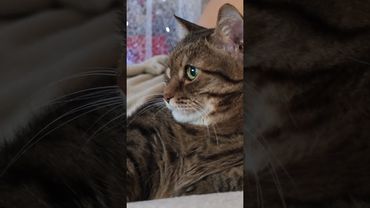 Кушать в гостях 😺😉🤔🤣 #cat #кот #юмор #котушка #приколы #цитаты