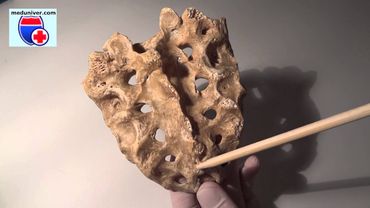 Анатомия крестцовых позвонков (крестца, sacrum) - meduniver.com