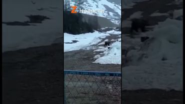 В Якутии вахтовики убили медведя, который приходил к ним в поисках еды.