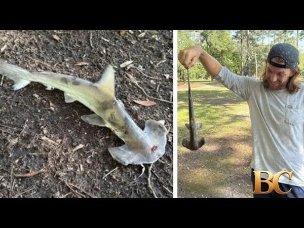 Hammerhead shark falls from sky in South Carolina, interrupting disc golf game
