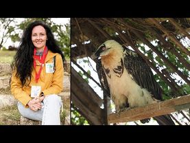 “It’s like a miracle”: the emotional reintroduction of the Bearded Vulture in Bulgaria