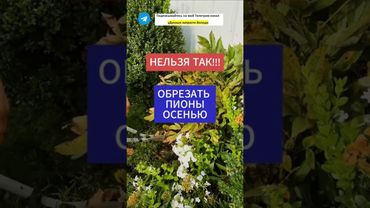 Никогда не обрезайте так пионы осенью #дача #сад #огород #пионы