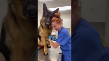 German shepherd vet panic