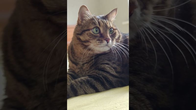 Бабочки в животе 🦋😻😉🤣 #cat #кот #позитив #популярное #юмор #цитаты #приколы #котушка