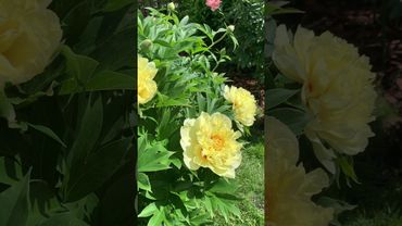 Пион Бартзелла, Корал Шарм, Роза Юбилей принца Монако