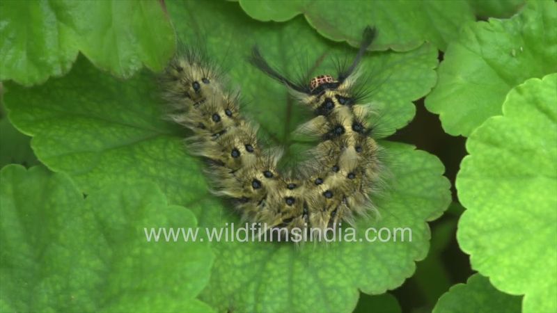 Curled-up Caterpillar quite a voracious eater, as it chows down on our geranium leaves