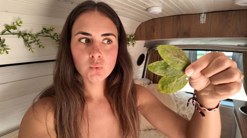 РАЗДОБЫЛА ЛИСТЬЯ КОКИ, ПРОБУЮ