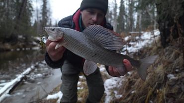 Огромный хариус перед ледоставом. Живу в палатке на таёжной речке.