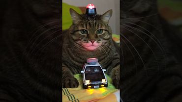 Заявление 🙀🚔🌳🤣 #cat #кот #юмор #котушка #приколы #цитаты