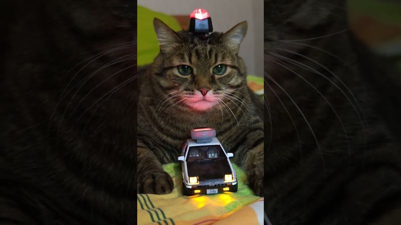 Заявление 🙀🚔🌳🤣 #cat #кот #юмор #котушка #приколы #цитаты