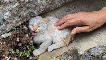 Non ha mai ricevuto amore nella sua vita,si è rimpicciolita per proteggersi,gridando debolmente aiut