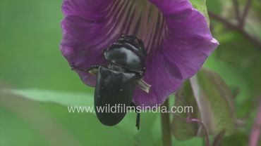 Female Stag Beetle explores the insides of a Cobaea scandens flower