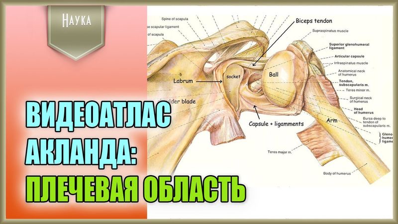 Легендарный видеоатлас доктора Роберта Акланда по анатомии человека. Начало. Плечевая область