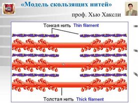 Лекция №6 :  Мышечные ткани -1.  Скелетная мышечная ткань. Скелетная мышца. Гистология.