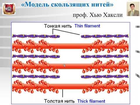 Лекция №6 :  Мышечные ткани -1.  Скелетная мышечная ткань. Скелетная мышца. Гистология.