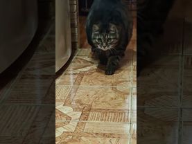 Бах-это вкусно!?! 😻🤩😉🤣 #cat #кот #юмор #приколы #музыка #котушка #котики