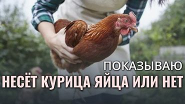 Как понять НЕСЁТ ЛИ КУРИЦА ЯЙЦА или нет