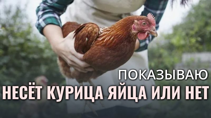 Как понять НЕСЁТ ЛИ КУРИЦА ЯЙЦА или нет