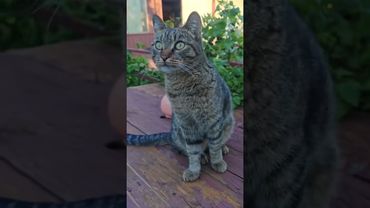 Точные весы ⚖️🙀🤔🤣 #cat #кот #юмор #котушка #приколы #цитаты #смех