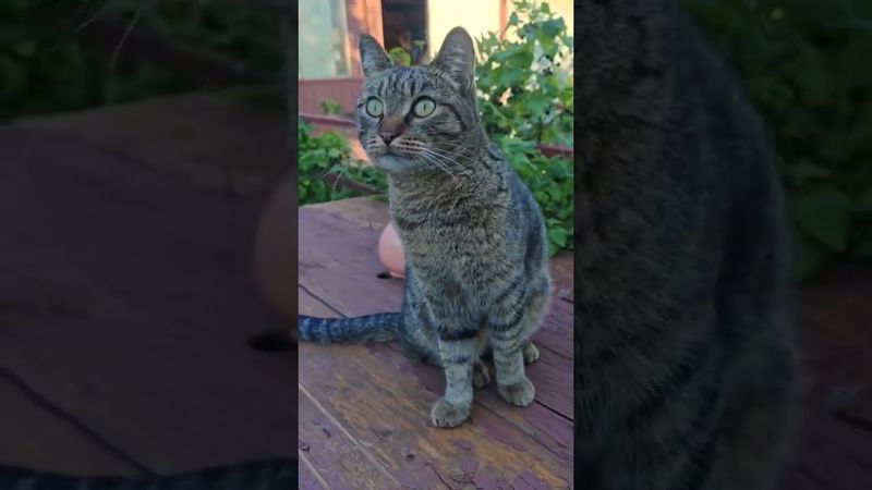 Точные весы ⚖️🙀🤔🤣 #cat #кот #юмор #котушка #приколы #цитаты #смех