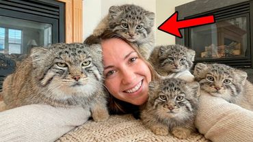 I Saved ONE Dying Manul... He Came Back with an ARMY of Fluffy Kittens! I Was NOT Ready!