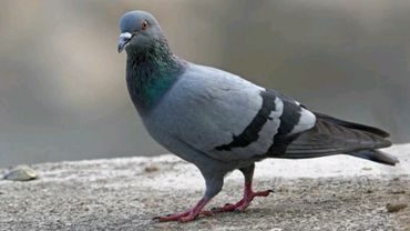 Rock dove sound (صدای کبوتر چاهی)