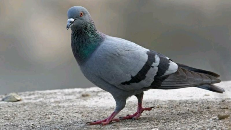 Rock dove sound (صدای کبوتر چاهی)