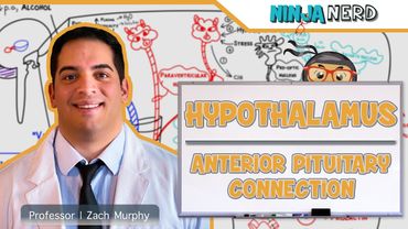 Endocrinology | Hypothalamus: Anterior Pituitary Connection