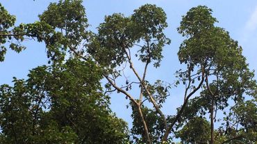 Летучие собаки в Siem Reap