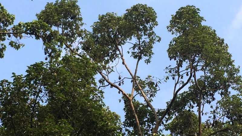 Летучие собаки в Siem Reap