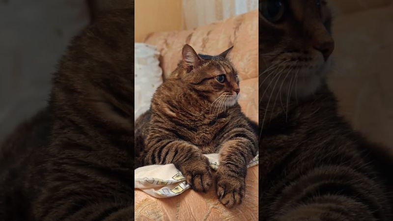 Женитьба 🙀🤔😉🤣 #кот #cat #юмор #приколы #котушка #смех #цитаты