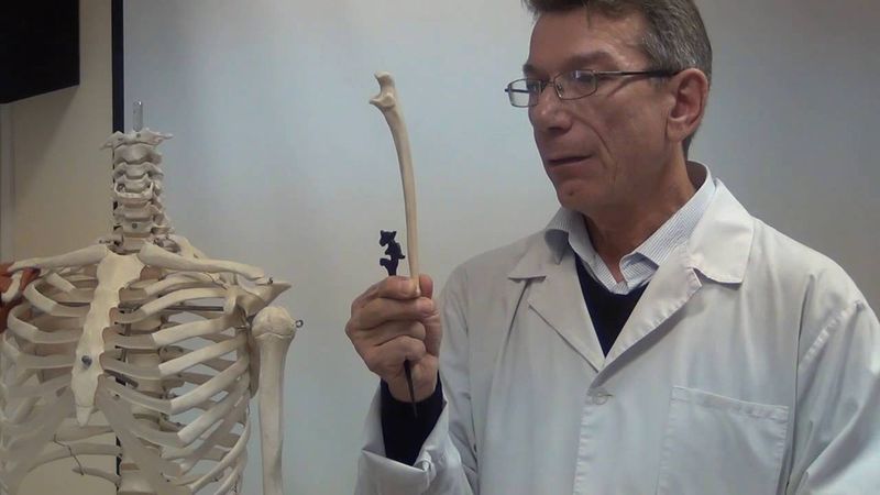 Кости верхней конечности