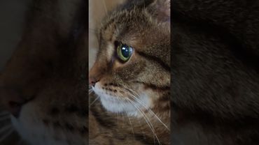 Как муравьи 🐜🤔🙀🤣 #cat #кот #юмор #котушка #приколы #цитаты