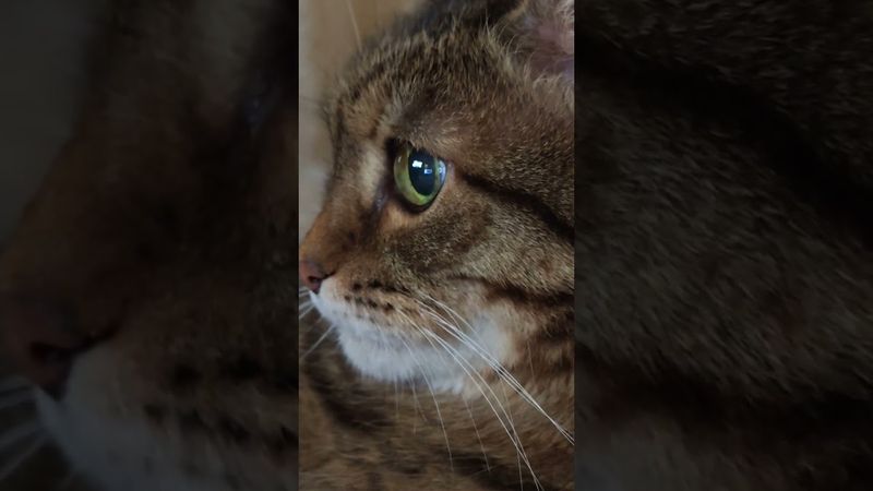 Как муравьи 🐜🤔🙀🤣 #cat #кот #юмор #котушка #приколы #цитаты