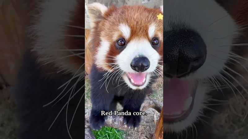 Cute red panda core#fyp#cute#foryou#redpanda #usa