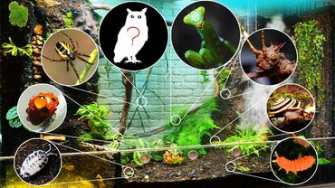 100 Видов ФАУНЫ в Одном МЕГА Террариуме