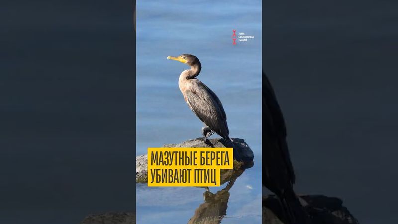 В Анапе массовая гибель бакланов