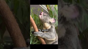 Animals That Don't Sound How they loo k