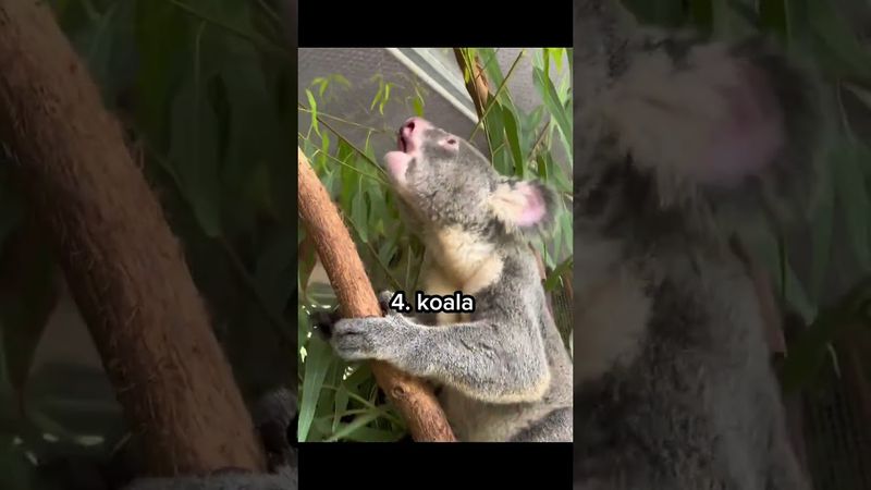 Animals That Don't Sound How they loo k