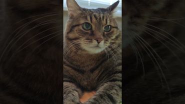 Недооценивать 🤔🙀😉🤣 #cat #кот #юмор #котушка #приколы #цитаты #позитив