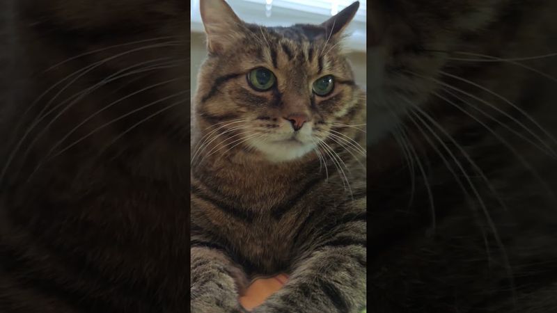 Недооценивать 🤔🙀😉🤣 #cat #кот #юмор #котушка #приколы #цитаты #позитив