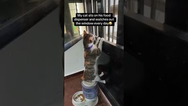 Oh, it’s time for dinner #cat #funnycats #cutecat #catlovers #catvideos #pets #fyp #viralvideo