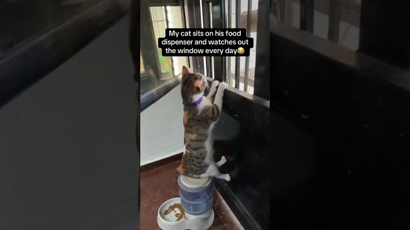 Oh, it’s time for dinner #cat #funnycats #cutecat #catlovers #catvideos #pets #fyp #viralvideo
