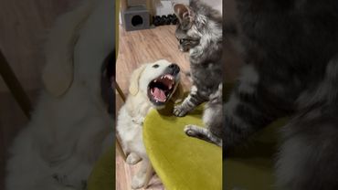 Скучали по шерстяным? Мейн Кун Рыся и золотистый ретривер Юша друзья на всю жизнь. Кошка и собака.