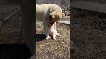 Щенок Голден ретривера и дворняжка Аля ❤️ Это любовь!